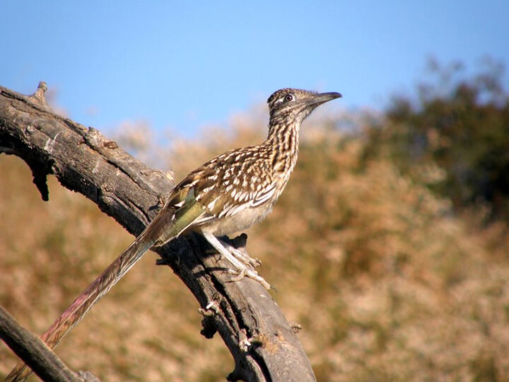 A roadrunner on his perch